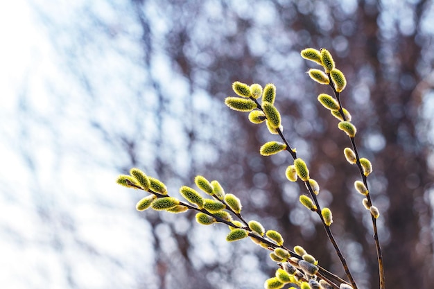 Willow branches with catkins in the woods on a background of trees