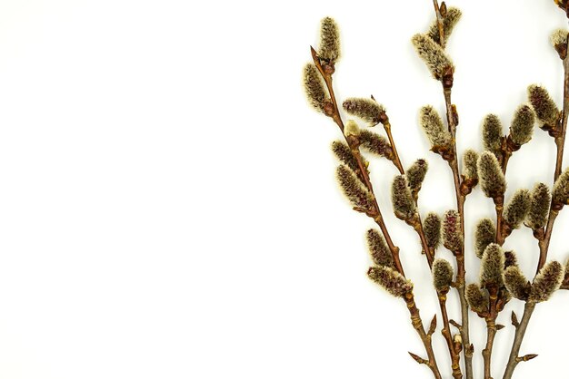 Willow branches with flowering buds on a white background with empty space to insert text