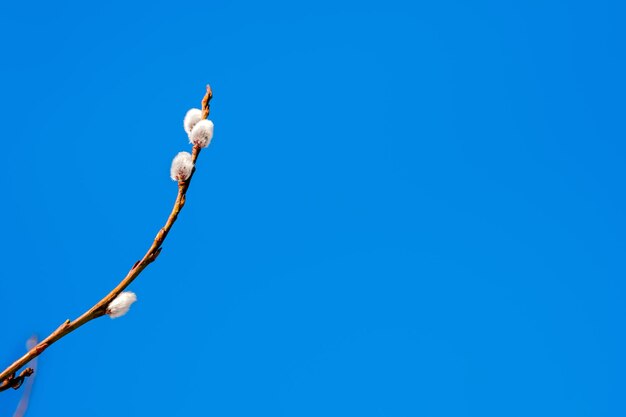 봄 근접 촬영에 솜털 새싹이 있는 버드나무 가지 자연 봄 배경
