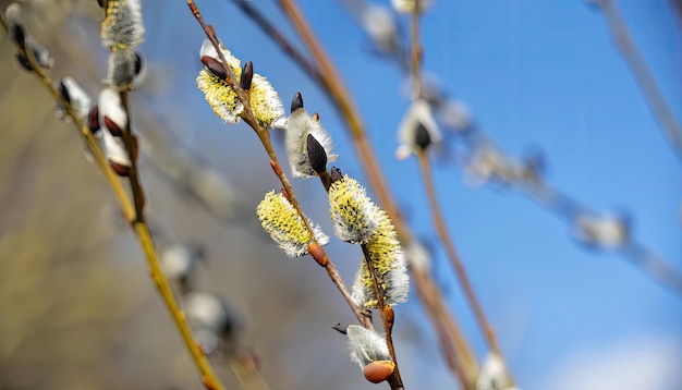 Willow branches with fluffy buds on a sunny spring day