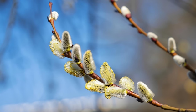 Willow branches with fluffy buds on a sunny spring day