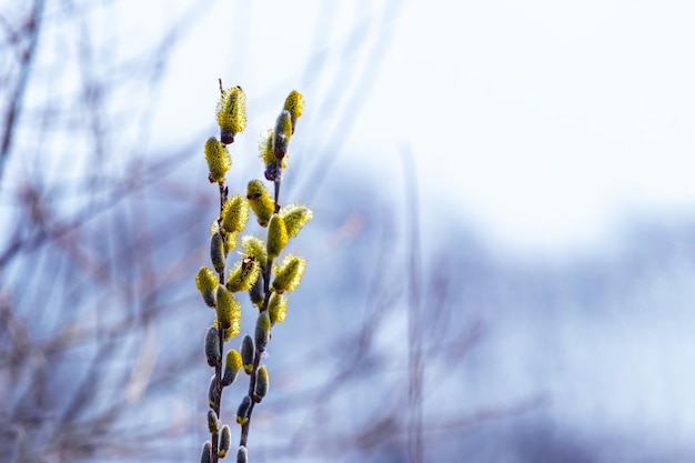 Willow branches with fluffy catkins on a blurred light blue background