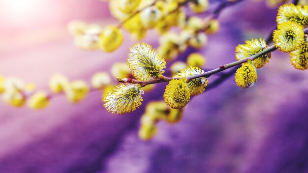 Willow branches with fluffy catkins close up in yellow and purple tones