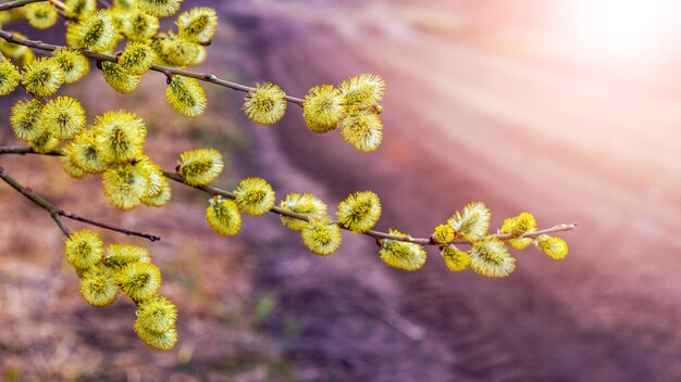 Willow branches with fluffy catkins  near the road on a sunny day