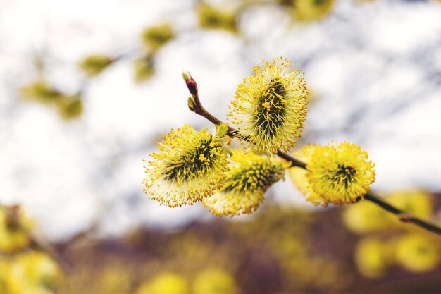 明るいぼやけた背景の森の中でふわふわの尾状花序と柳の枝