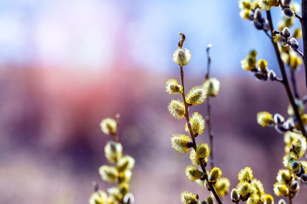 Willow branches with fluffy catkins in the woods in sunny weather