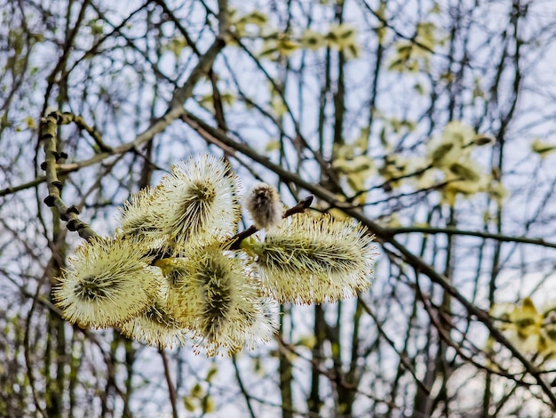 Willow branches with fluffy cats with a blurred background Soft and gentle spring background Easter or Spring background with flowering willow branches against blue sky in sunlight