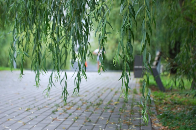 Willow branches with green leaves on a blurred background in sunlight