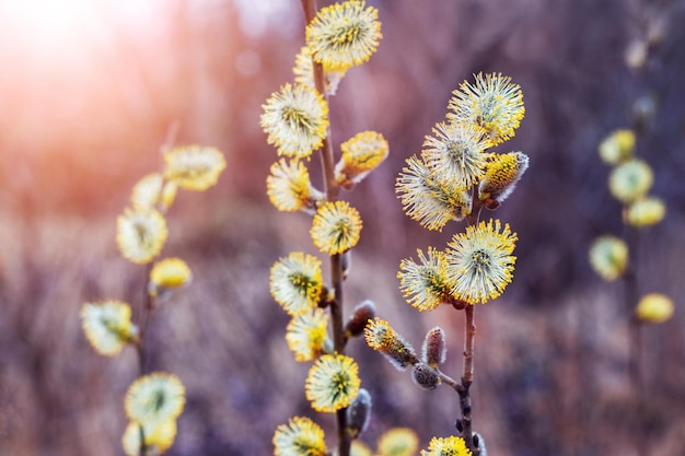 Willow branches with yellow fluffy catkins in the forest on a blurred background in sunny weather during sunset