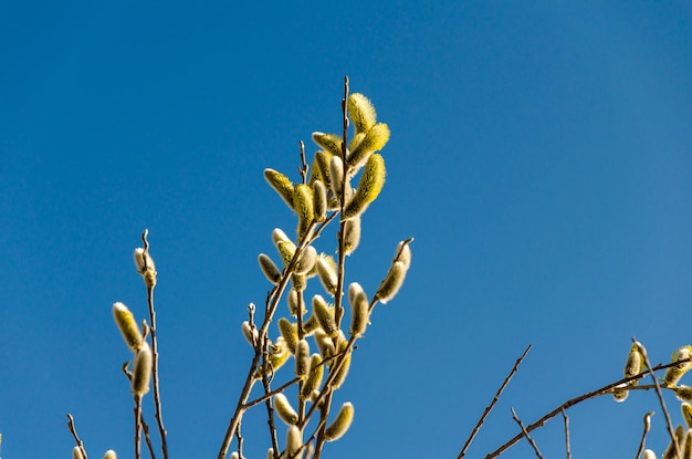 Willow buds on a branch against the sky.