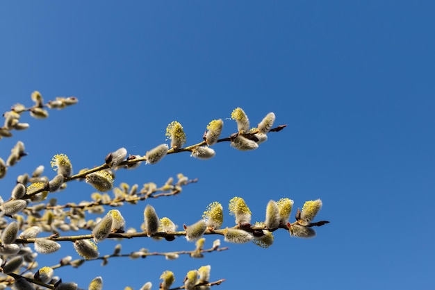 Germogli di salice all'inizio della primavera e ramoscelli di salice in fiore blu cielo e amenti di salice pelosi