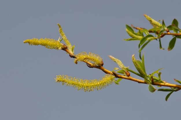 Willow catkins in a garden