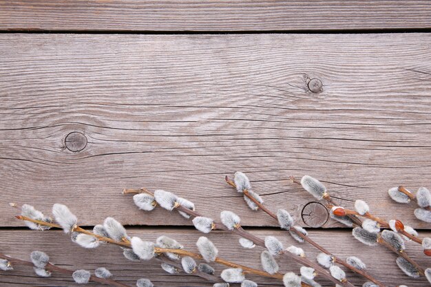 Willow catkins on a grey wooden background with copy space, easter