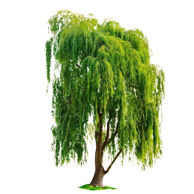 Willow geïsoleerd op een witte of doorzichtige achtergrond willow boom met groene bladeren close-up voorkant