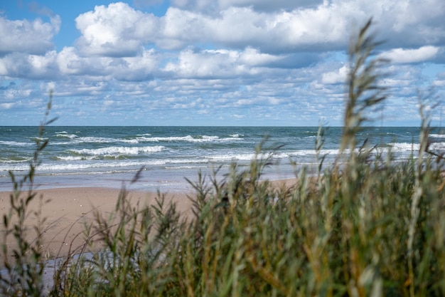 Willow greets the beach and the sea Beach sea and sky with white fluffy clouds in the background High quality photo