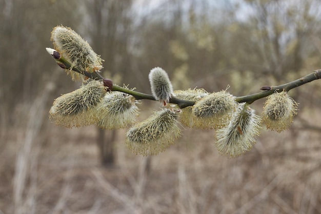 Ива лат Salix расцвела соцветия сережки распустились