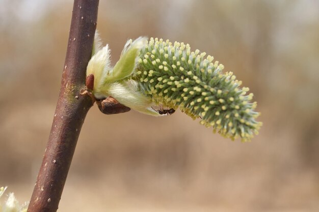 The willow lat Salix blossoms the earrings inflorescences have blossomed