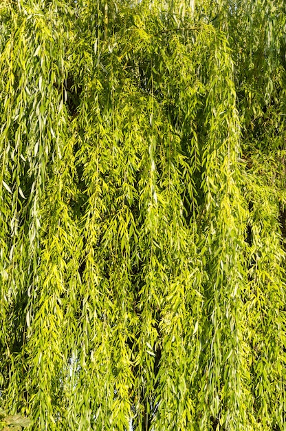 Willow leaves on a tree as a natural background