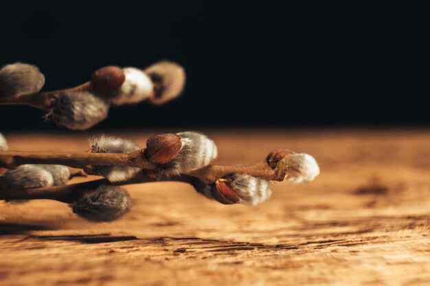 Willow on a old oak wooden background Close up