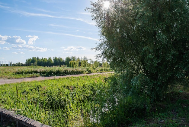 Уиллоу в парке на закате