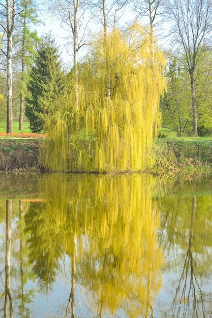 Willow on the river in spring