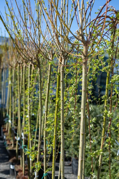 Willow seedlings