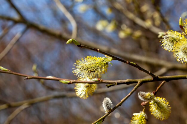 A willow tree blooming in the spring season