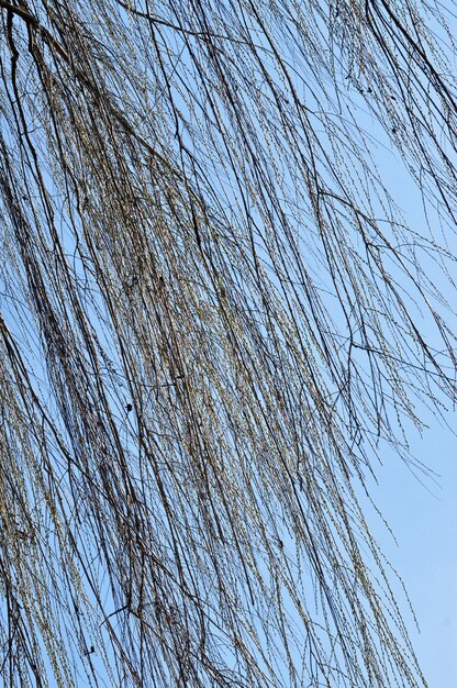 Willow tree branch in the spring