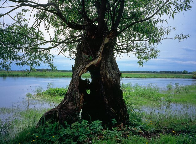 Photo willow tree by lake