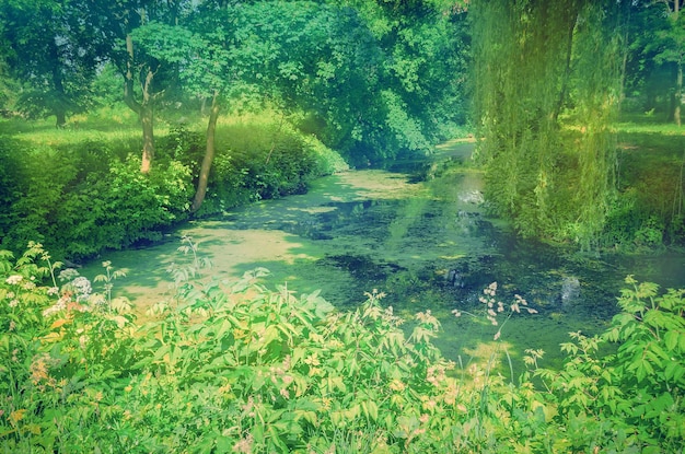 Willow tree by the water Babylon willow or Salix Babylonica Spring weeping willow tree