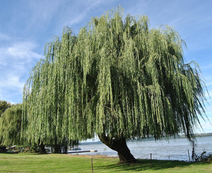 Photo willow tree on field by lake against sky