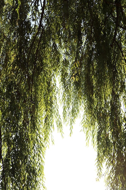 Willow tree in a garden