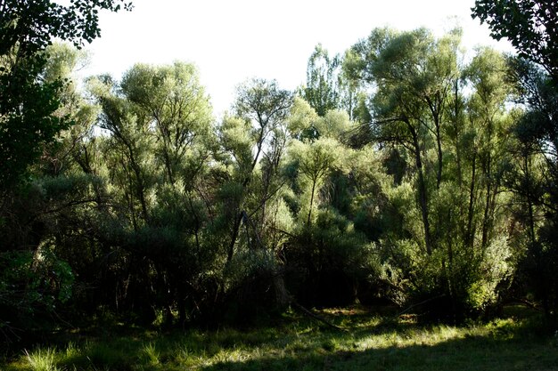 Struttura della priorità bassa della natura dell'albero di salice