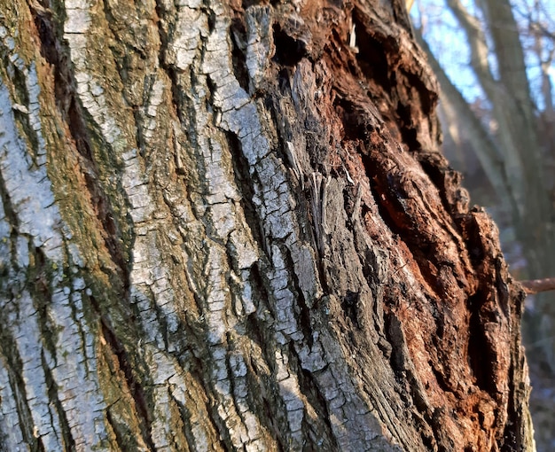 Willow tree old bark texture background close up