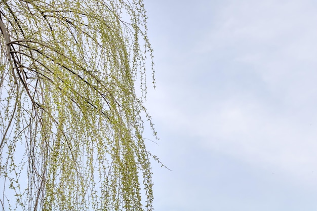 Photo a willow tree with new leaves in spring with cloudy sky background with copy space