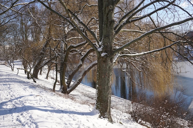 Willow trees on lake shore in winter
