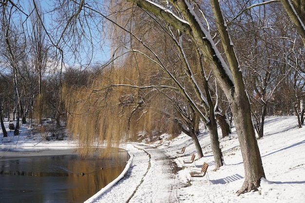 Willow trees on lake shore in winter