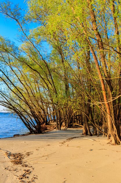 湖の岸の柳の木