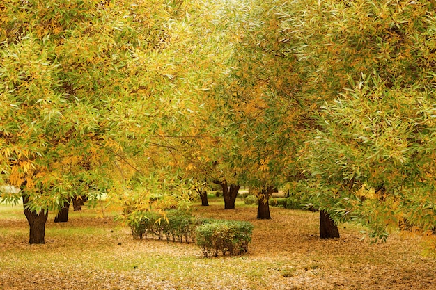 Ивы с желтыми и зелеными осенними листьями
