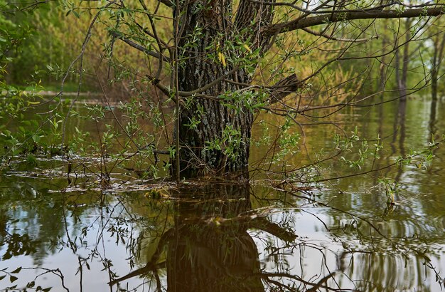 Photo willow trunk in the water during the spring flood