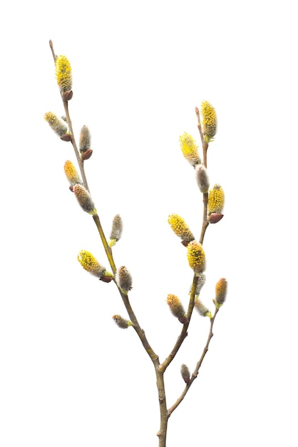 Willow twigs isolated on white background. Spring flowering of trees. Flowers. Blossom. Flat lay, top view