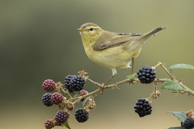 Willow warbler bird perched on a branch with berries on a blurred setting