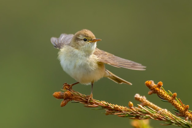 Willow warbler (phylloscopus trochilus) seduto su un ramo di pino.