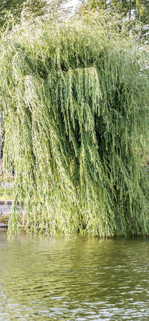 Salice sull'acqua nel parco