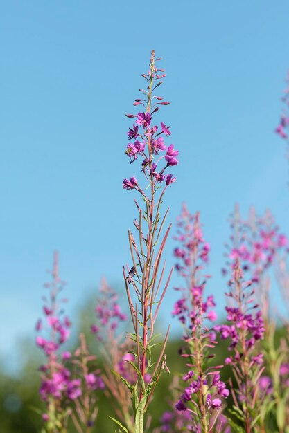 Willowherb