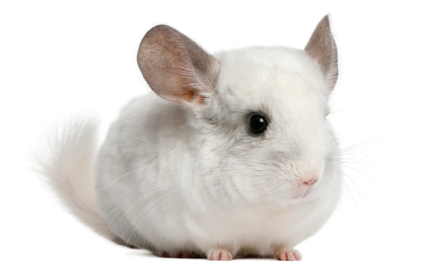 Wilson Chinchilla in front of white background