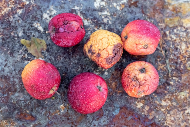 Wilted apples on a grunge background top view