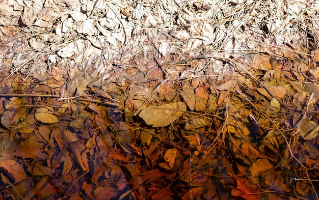 물 배경 미니멀리즘에 시든 갈색 잎