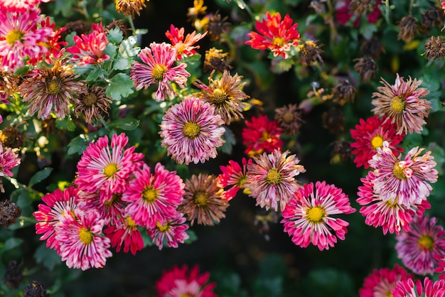 しおれたピンクの菊の花の庭