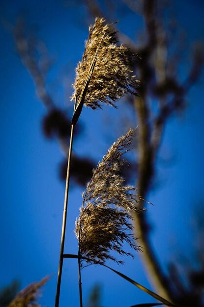 Wilted plant